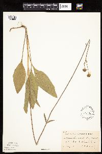 Helianthus occidentalis image