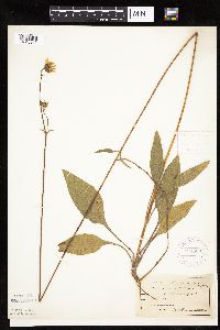 Helianthus occidentalis image