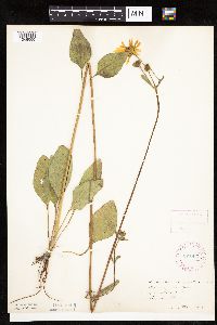 thumbnail image of current specimen