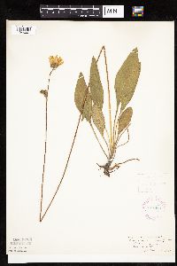 Helianthus occidentalis image
