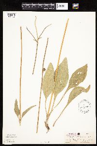 Helianthus occidentalis image