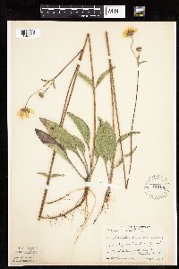 Helianthus occidentalis image