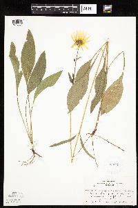 Helianthus occidentalis image