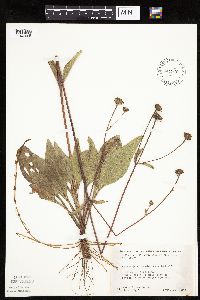 Helianthus occidentalis image