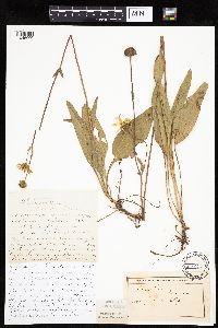 Helianthus occidentalis image