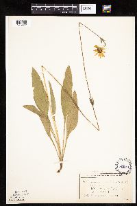 Helianthus occidentalis image