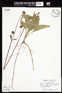 Helianthus occidentalis image