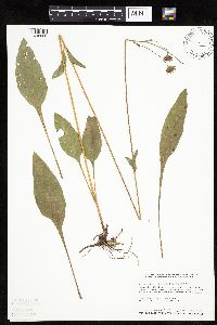 Thumbnail image of current specimen