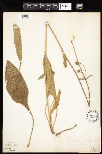 Thumbnail image of current specimen