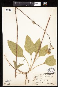 Helianthus occidentalis subsp. occidentalis image