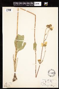 thumbnail image of current specimen