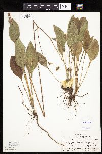 Helianthus occidentalis image