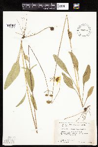 Helianthus occidentalis image