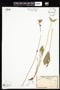 thumbnail image of current specimen