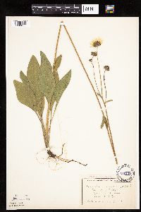 Helianthus occidentalis image