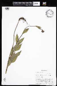 Helianthus pauciflorus image
