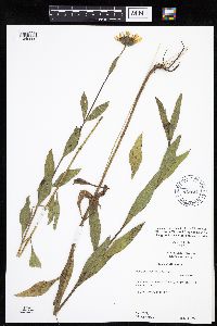 Helianthus pauciflorus subsp. pauciflorus image