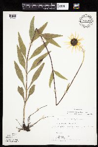 Helianthus pauciflorus image