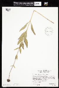 Helianthus pauciflorus image