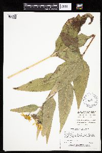 Helianthus pauciflorus image