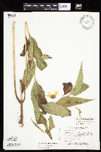 Helianthus pauciflorus image