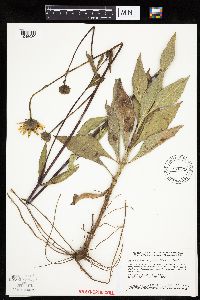 Helianthus pauciflorus image