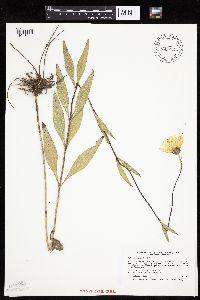 Helianthus pauciflorus image