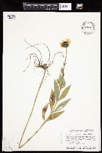 Helianthus pauciflorus image