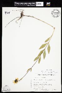 Helianthus pauciflorus image