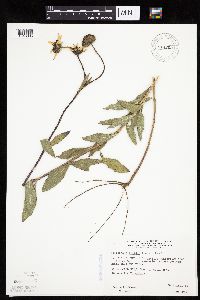 Helianthus pauciflorus subsp. pauciflorus image