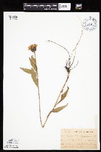 Helianthus pauciflorus image