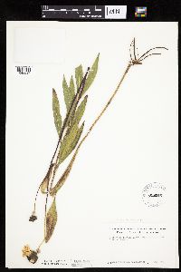 Helianthus pauciflorus image
