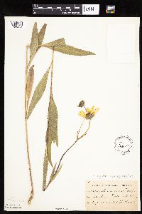 Helianthus pauciflorus image