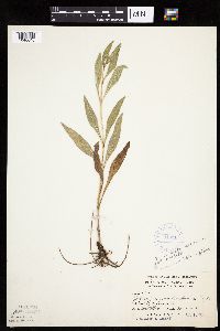 Helianthus pauciflorus subsp. pauciflorus image