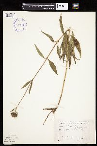 Helianthus pauciflorus image