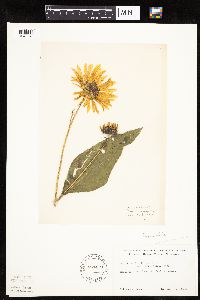 Helianthus pauciflorus image
