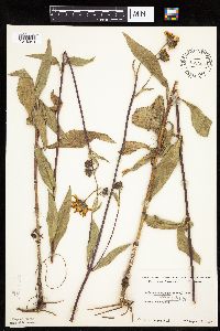 Helianthus pauciflorus image