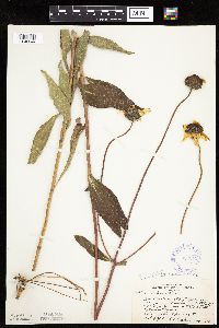 Helianthus pauciflorus subsp. pauciflorus image