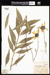 Helianthus pauciflorus image
