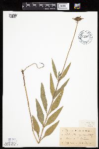 Helianthus pauciflorus image