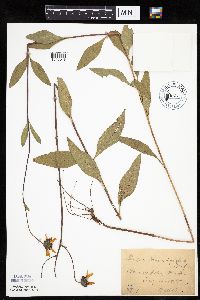 Helianthus pauciflorus image