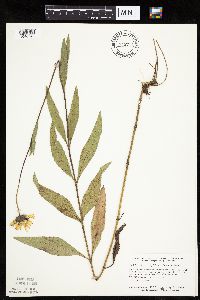 Helianthus pauciflorus subsp. pauciflorus image