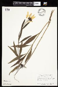 Helianthus pauciflorus subsp. pauciflorus image