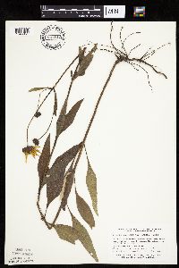 Helianthus pauciflorus subsp. pauciflorus image