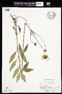 Helianthus pauciflorus image