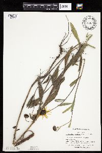 Helianthus pauciflorus image