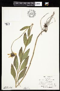 Helianthus pauciflorus image