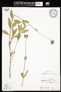 Helianthus pauciflorus image