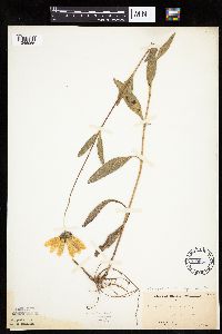 Helianthus pauciflorus subsp. pauciflorus image