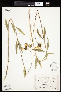 Helianthus pauciflorus subsp. pauciflorus image